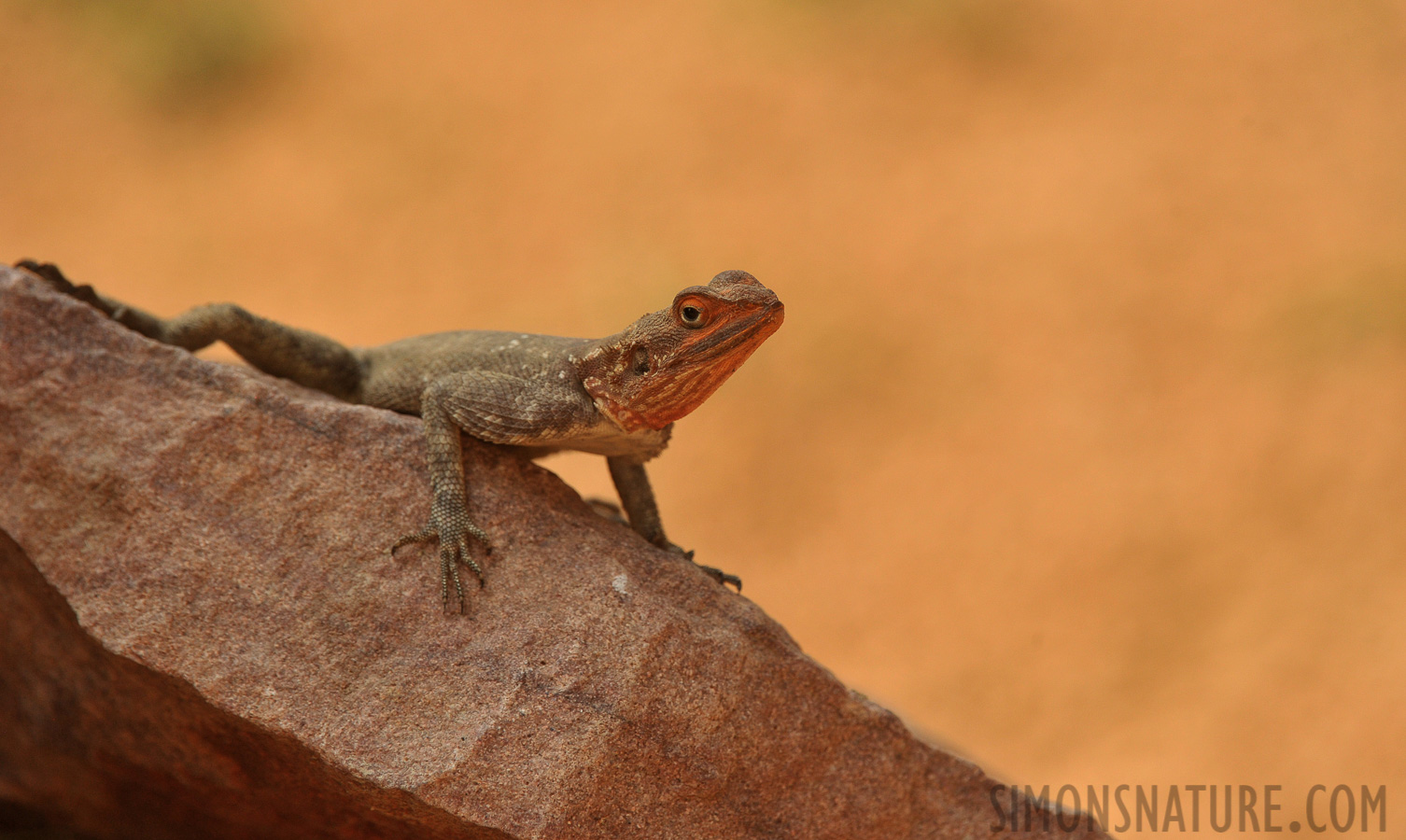 Agama planiceps [400 mm, 1/800 Sek. bei f / 8.0, ISO 1000]